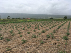 Major Boost for Agriculture: $23.6B Pedro Plains Irrigation Project to Benefit Thousands of Farmers