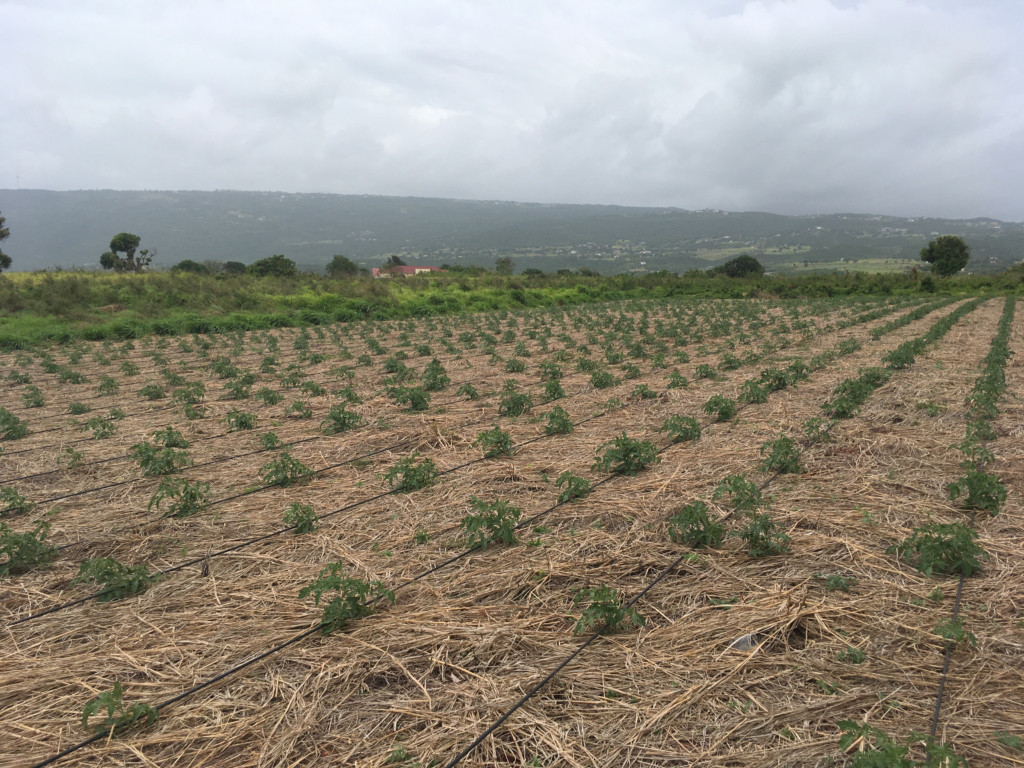 Major Boost for Agriculture: $23.6B Pedro Plains Irrigation Project to Benefit Thousands of Farmers